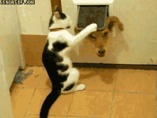 Ja kaķis tev pieķersies... Autors: cezijscs Par kaķiem!!!