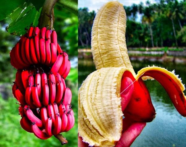 Sarkani banāni Scaronādi... Autors: Uldis Siemīte Neredzētā DABA