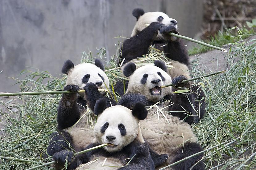 Panda 1416 stundas dienā... Autors: EiroCents 10 trekni fakti