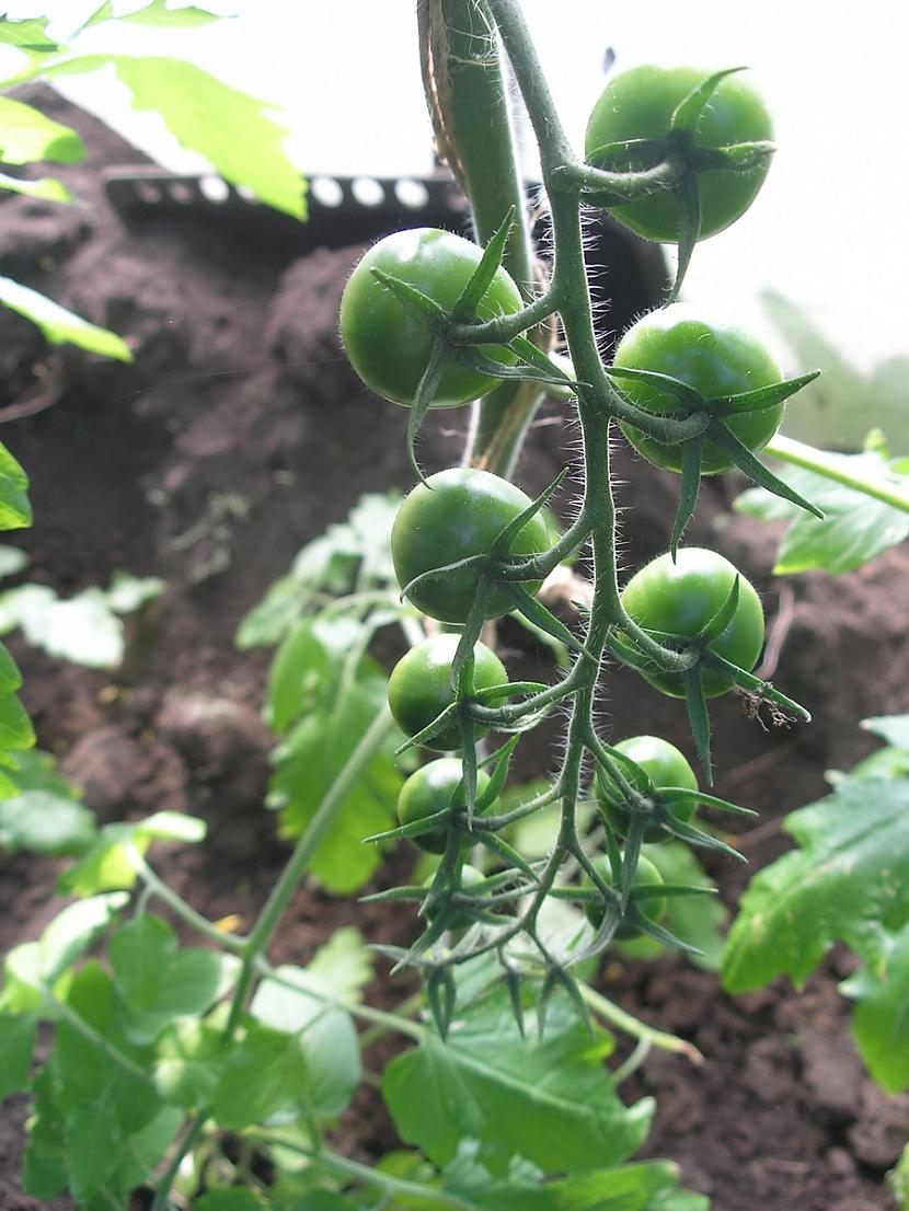 Ķirscaronu tomātiņu ķekariņi Autors: Werkis2 Sējam / Stādam tomātus.