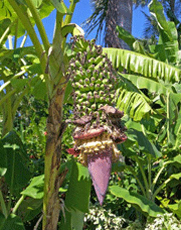 Mīts banāni aug kokos... Autors: twist Mīti, kuriem tu vēljoprojām tici!