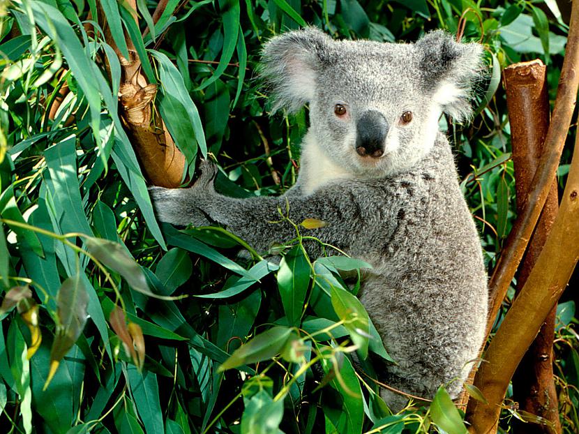 Koalas apskauj kokus lai... Autors: Mārtiņš2 Dažādi Fakti