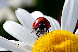 Margrietiņas dalās divās... Autors: BeastModeON Anekdotes klāt!!!