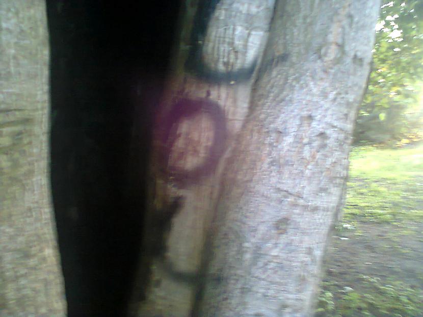 Kuts koks jo koks i... Autors: Fosilija Manis biužas . fotografētas ar **** nokia . ievērtē .
