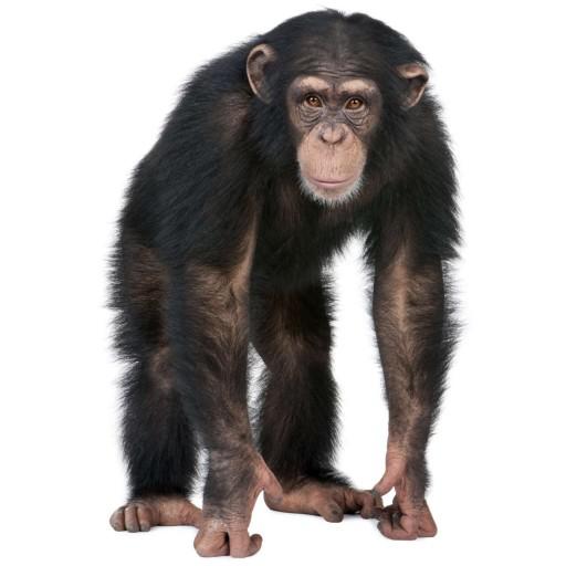Ir izgudrota scaronimpanžu... Autors: Uldis Siemīte 94% Nedzirdēti Fakti