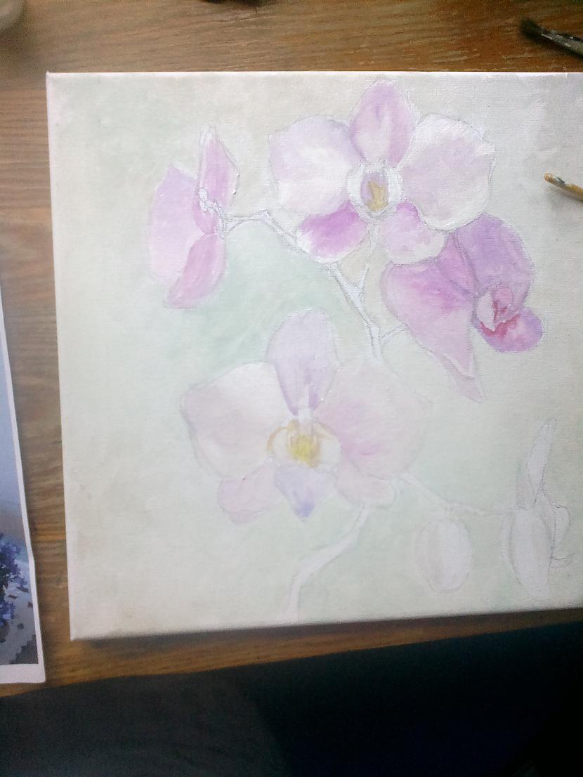 Atgādinu pirmā kārta sākuma... Autors: SākuDzīvi NoJauna Manis gleznotas orhidejas (soli pa solim)