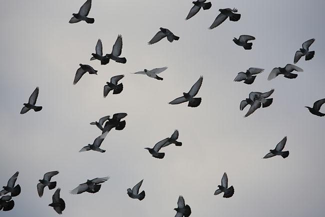 Aptuveni 10 000 putni katru... Autors: Fosilija Noderīgi fakti (2.daļa)