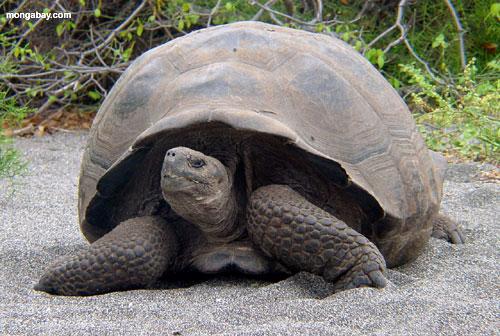 galapagu milzu bruņurupucis Autors: SL1EKA 15 zvēri un nezvēri ar neparastām spējām!