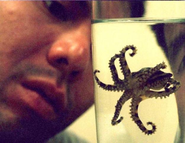 Zilriņķu astoņkāji ir vienīgie... Autors: Moonwalker Kādēļ Austrālija ir bīstamākā vieta uz pasaules?