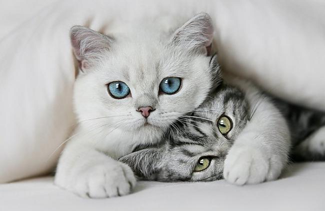  Autors: BrooXimo Cute cats (: