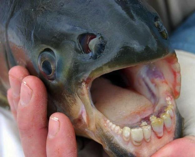 Zivs ar cilvēka zobiem... Autors: Ermakk Nefotošopētas Neticamas Bildes
