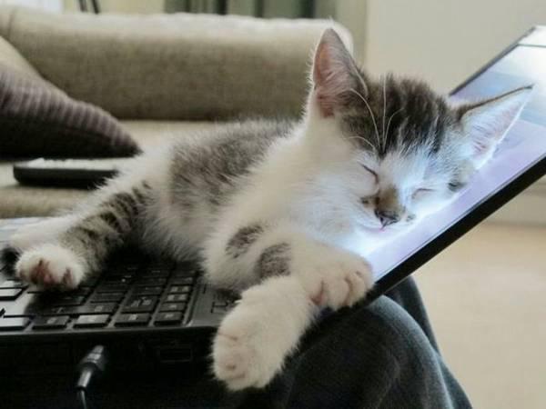 Viņi guļ uz tava datora Autors: hagisons112 Kāpēc kaķi ir slikti?