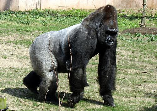 GORILLAS  Gorillas dzīvo... Autors: Užas Dzīvnieku daudzveidība #1
