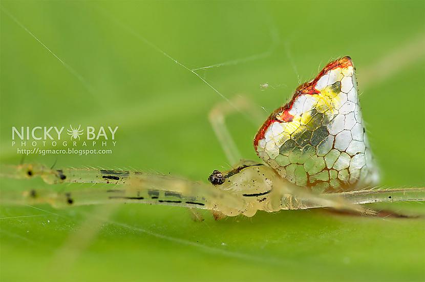  Autors: KlavsAnson Šie zirnekļi izskatās itkā būtu veidoti no stikla
