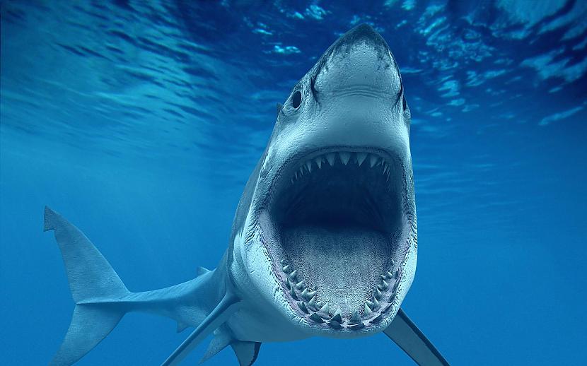 Haizivis nogalina 12 cilvēkus... Autors: Mūsdienu domātājs Visi vēlas būt kā viņš!
