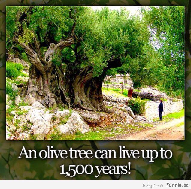 Olīvju koks var sasniegt 1500... Autors: jackvill Fakti +20