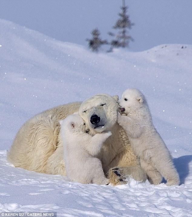  Autors: Fosilija Polārlāču ģimene spēlējas