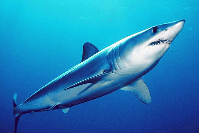 Haizivis uzvedās miermīlīgāk... Autors: Fosilija 40 interesanti fakti, kuri tev patiks.