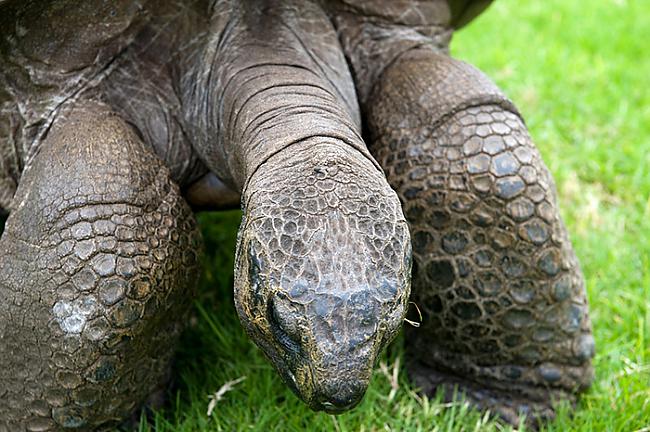  Autors: Prāta Darbnīca 182 gadus vecs bruņurupucis
