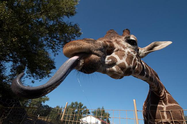 Žirafe savas ausis tīra ar... Autors: kriska14 10 Dīvaini un intresanti fakti!