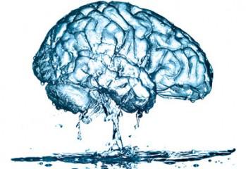 Smadzenes sastāvā ir 80  ūdens Autors: xFail Nedzirdēti fakti.