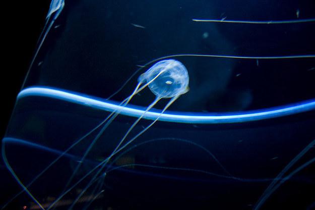 Kastveida medūzaVismazākā un... Autors: xFail 12 pasaules bīstāmakie dzīvnieki, kā mazuļi.