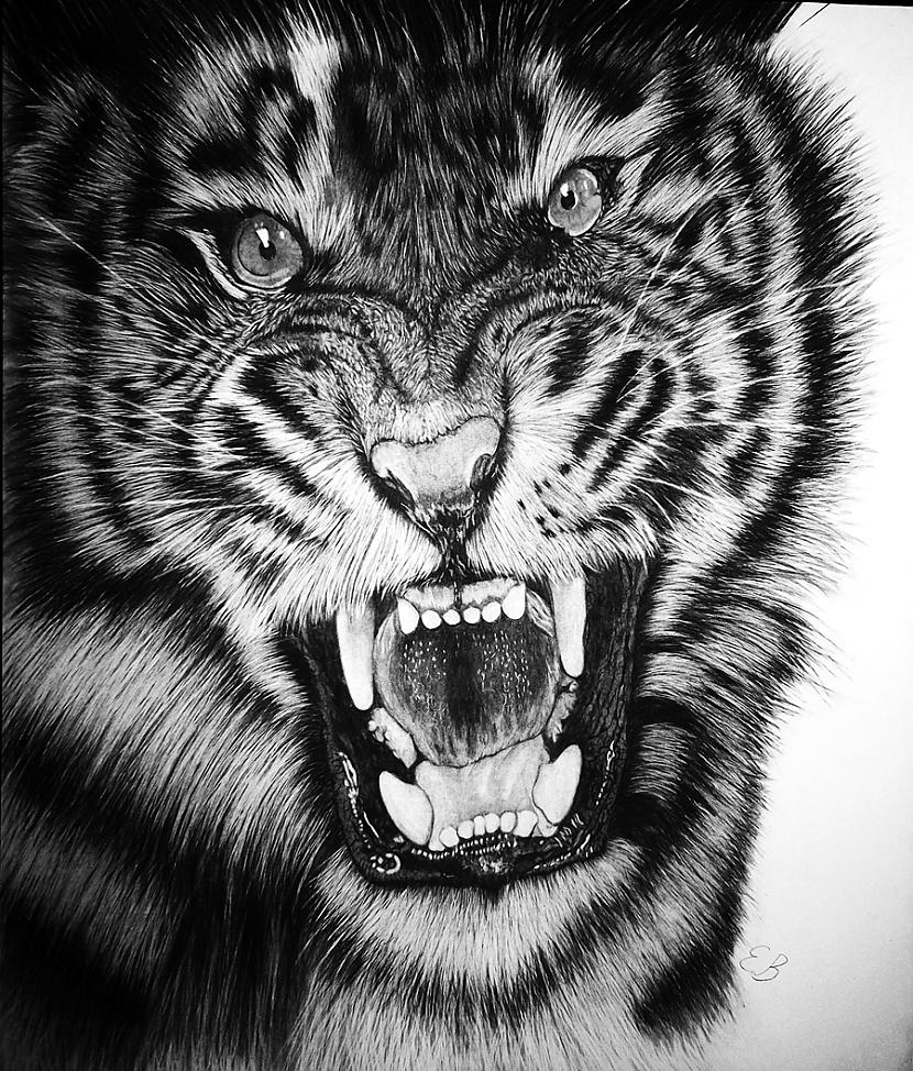 Tiger Autors: Edgarsnr1 Mani jaunākie darbi
