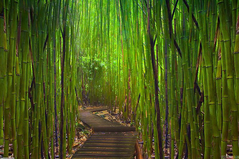 quotSaganoquot bambusu mežs... Autors: Dzives skola Neticami! Šīs vietas tiešām pastāv uz Zemes