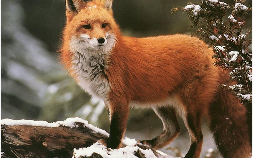 10Fox Autors: Elena17 Top 10 Beautiful Animals.
