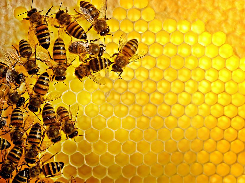 Astoņas bites savā dzīves... Autors: Slinkaste Interesanti fakti par dzīvniekiem