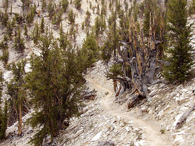 Kalifornijas sirmās... Autors: Fosilija Planētas zināmie, vecākie koki!