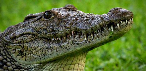 Krokodīls nevar izbāzt mēli Autors: čebureks007 Fakti