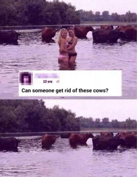 Vai kāds var aizvākt govis no... Autors: Janch123 Funny Stuff.