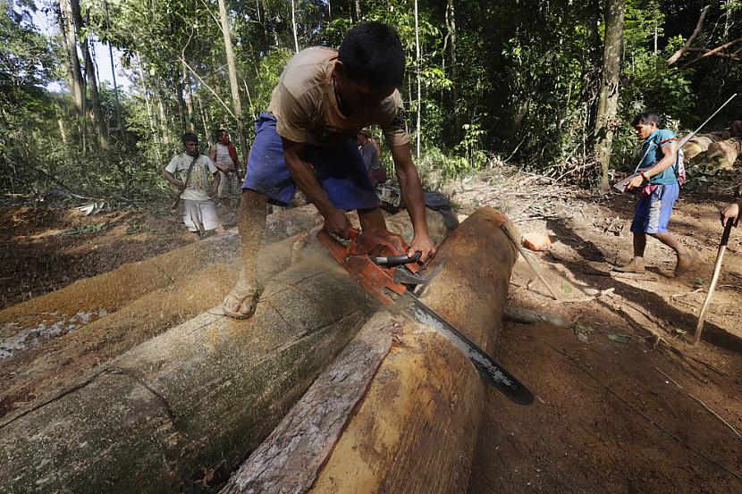 Svaigi zāģētus kokus sagriež  Autors: vodkam Cīņa pret  mežu ciršanu