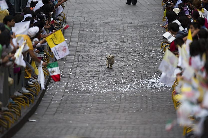 Suns iet cauri pūlim Meksikā... Autors: uibis Šīs desmit gades ievērojamākie foto 2.daļa