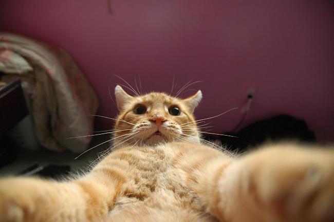  Autors: Veetra Dzīvnieku selfiji!