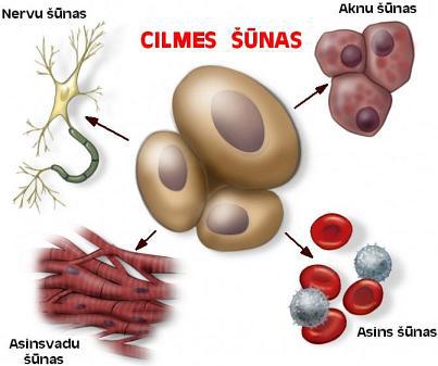 Transplantētās cilmes... Autors: MONTANNA Super zinātne