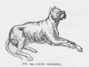 Molosi bija lieli suņi kurus... Autors: Raziels Izmirušas suņu šķirnes