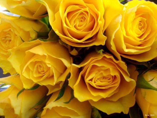 Dzelteno rožu sulīgā saulainā... Autors: Yanara Ko simbolizē rožu krāsa?