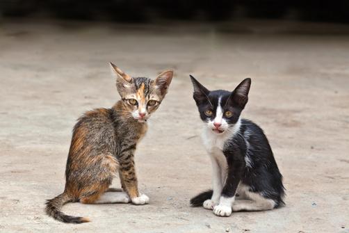 Pabarojiet kaķus bez saimnieka... Autors: Yanara Ticējumi par kaķiem.