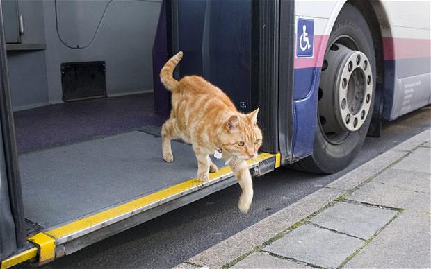  Autors: Yanara Kaķis regulāri pārvietojas ar autobusu!
