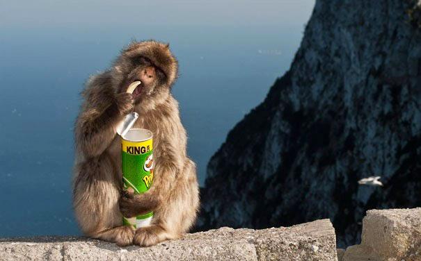 Makakus pērtiķi Japānā izmanto... Autors: pofig Laimīgākie fakti, kādi dzirdēti