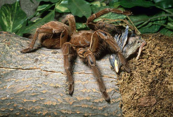 Kad zinātnieks tuvojies... Autors: pofig Zinātniekus pārsteidz zirneklis kucēna lielumā!