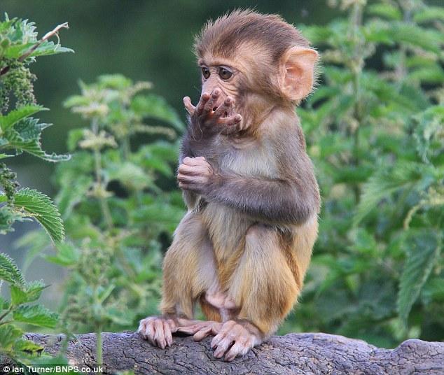 Japānas makakas izmanto monētu... Autors: Vormis95 13 Fakti par dzīvniekiem!!!