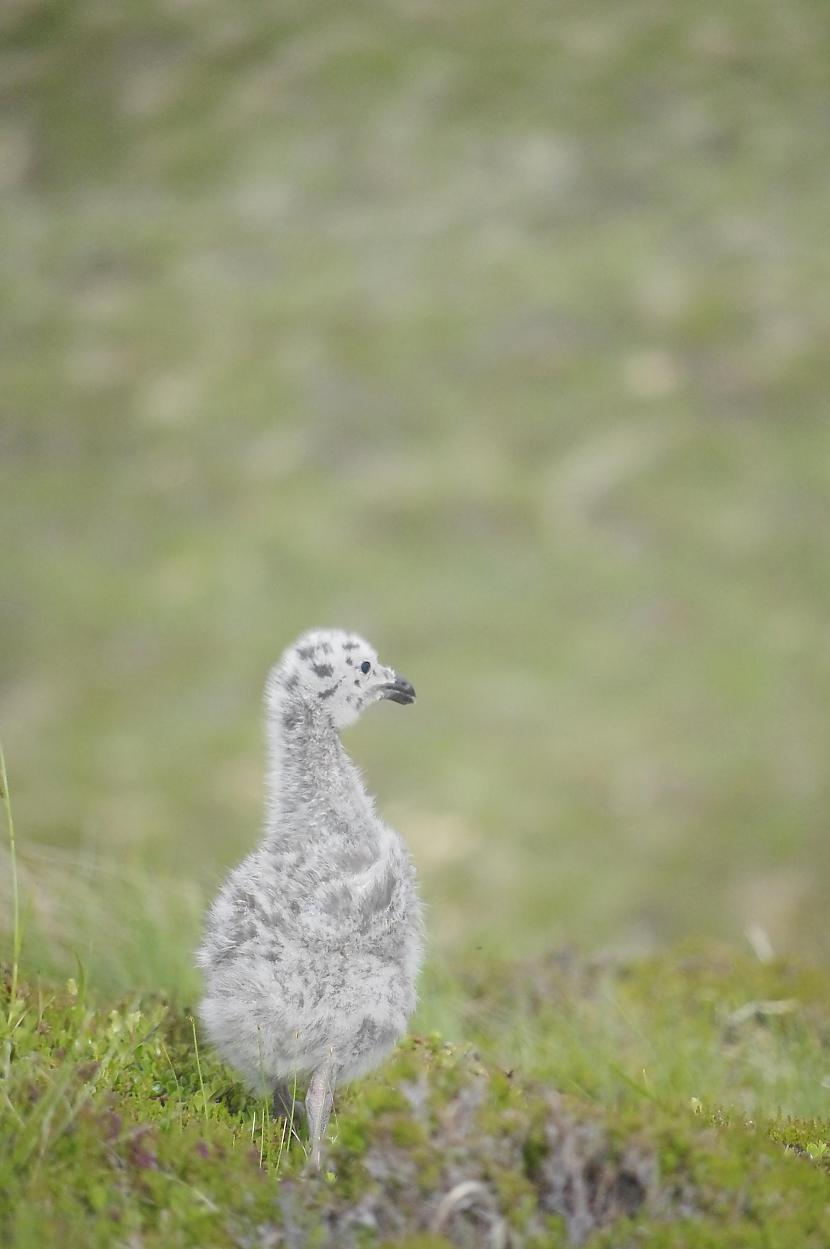 Scaronis putna mazulis Great... Autors: AnotherShe Manas mīļākās salas Skotijā – Handa