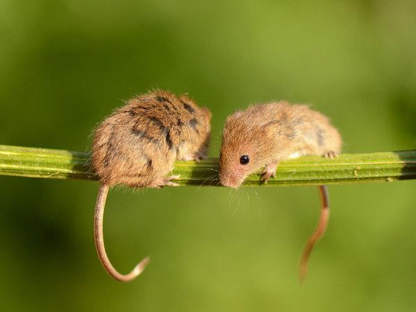 Autors: Hello Parasta pļavu pelīte.