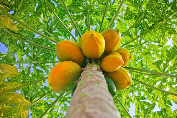 PapaijaPapaīns ndash enzīms... Autors: MotivationLv 8 augļi, kas labi garšo un uzlabos tavu veselību!