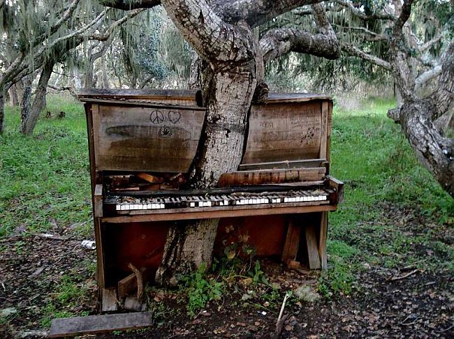 Koks kas aug cauri vecajām... Autors: mousetrap 25 pamestās vietas, kas izsauc bijību un sajūsmu!