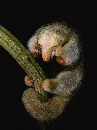 Pygmy VIS VIS Scaronis... Autors: Užas 10 mazākie dzīvnieciņi pasaulē