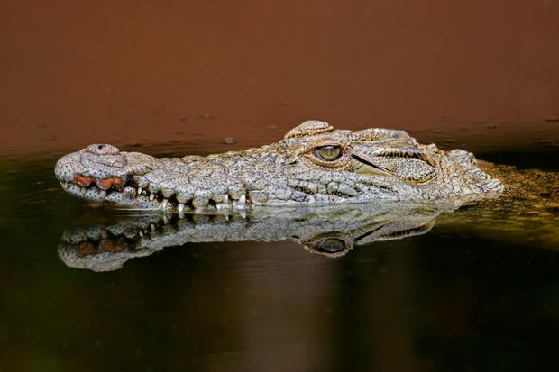 Nīlas krokodils var aizturēt... Autors: S Visvisādi fakti 3